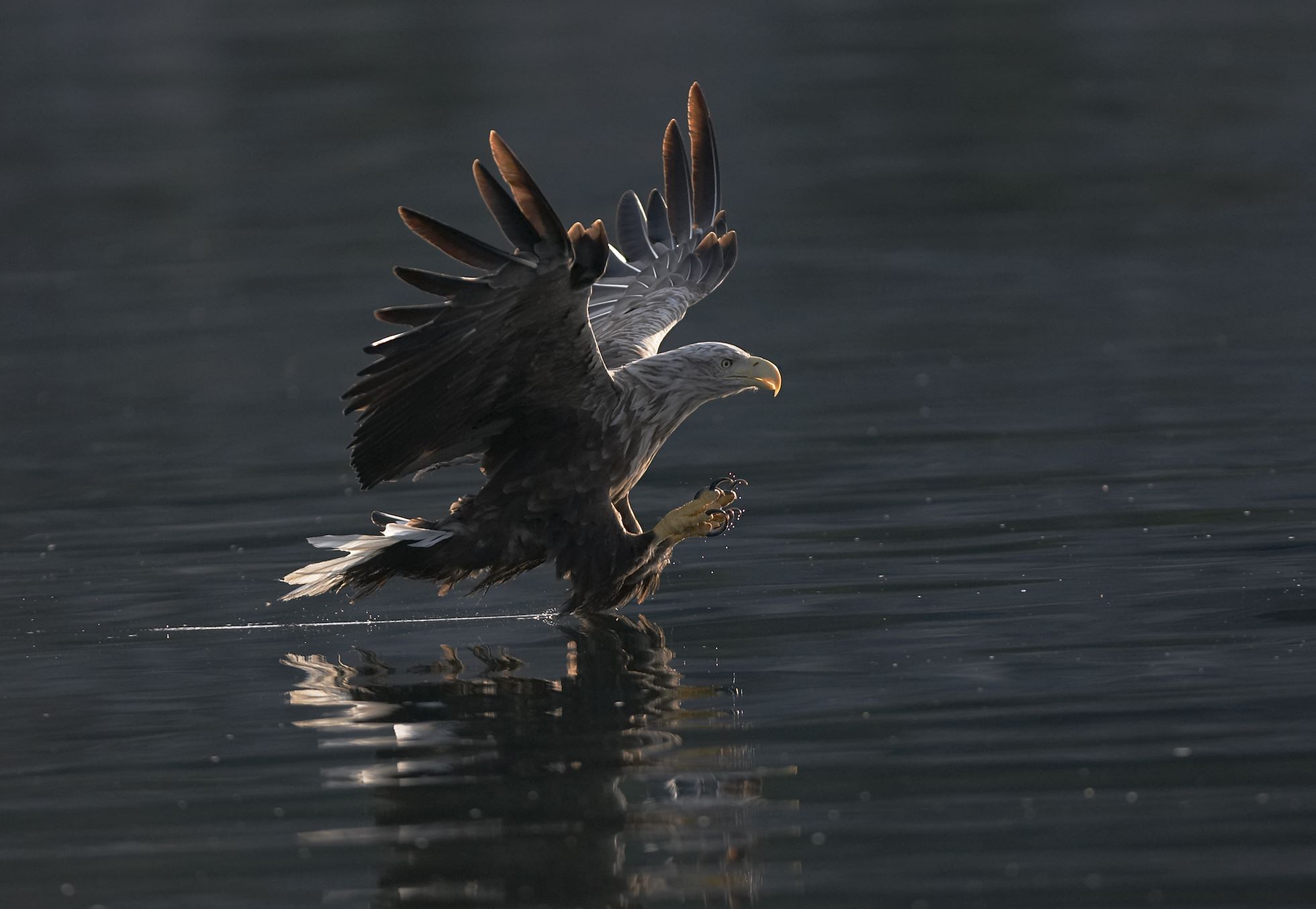 Sea eagle (Haliaeetus albicilla) adult stooping for fish in sea, Flatanger, Norway.